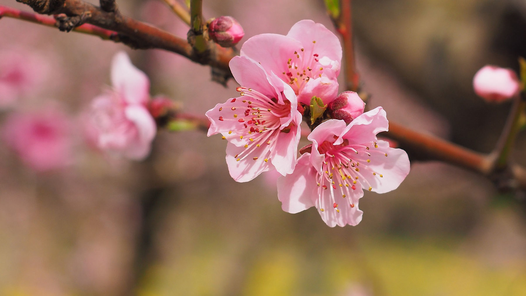 flowering branch.jpg